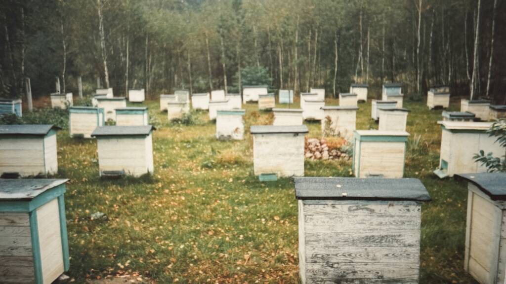 Pasieka Dziadka Olka, rok 1998. Widok ze środka pasieki.